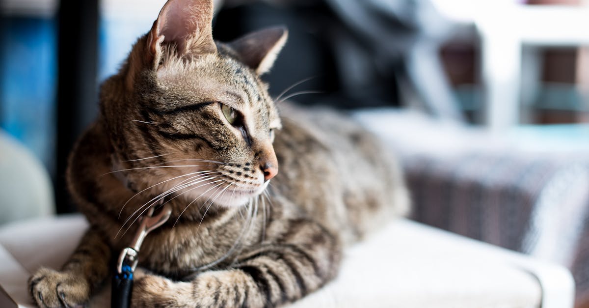 découvrez notre sélection de colliers pour chats, alliant style et confort. offrez à votre compagnon félin un accessoire tendance et pratique, conçu pour assurer sa sécurité tout en mettant en valeur sa personnalité. parcourez nos modèles variés adaptés à tous les goûts !
