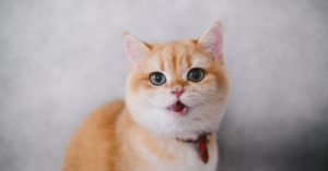 découvrez notre sélection de colliers pour chats, alliant confort et style. offrez à votre félin un accessoire sûr et tendance, idéal pour son identification. qualité assurée pour le bien-être de votre compagnon !