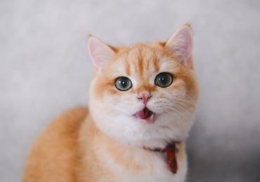 découvrez notre sélection de colliers pour chats, alliant confort et style. offrez à votre félin un accessoire sûr et tendance, idéal pour son identification. qualité assurée pour le bien-être de votre compagnon !