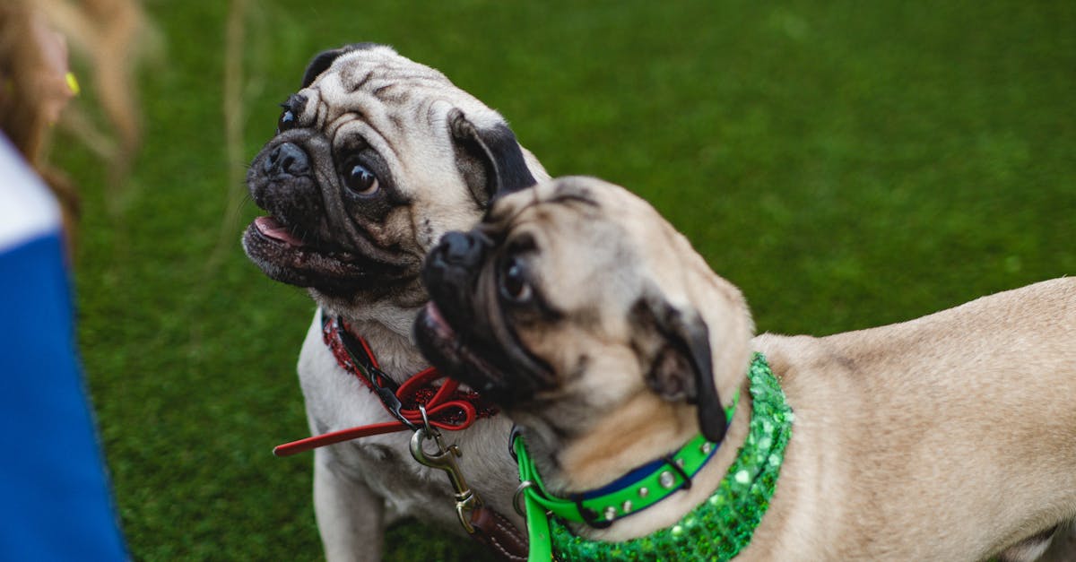 découvrez notre vaste sélection de colliers pour chiens alliant style, confort et sécurité. que ce soit pour une promenade au parc ou un look tendance, trouvez le collier parfait pour votre fidèle compagnon.