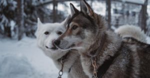 découvrez notre collection unique de colliers pour chiens, alliant style et confort. offrez à votre compagnon à quatre pattes un accessoire tendance et durable, parfait pour toutes les tailles et tous les tempéraments. commandez dès maintenant et faites de chaque promenade un moment spécial !