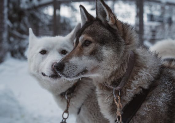 découvrez notre collection unique de colliers pour chiens, alliant style et confort. offrez à votre compagnon à quatre pattes un accessoire tendance et durable, parfait pour toutes les tailles et tous les tempéraments. commandez dès maintenant et faites de chaque promenade un moment spécial !